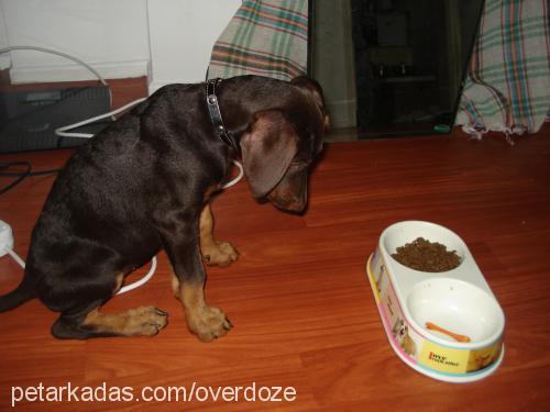 hera Dişi Doberman Pinscher