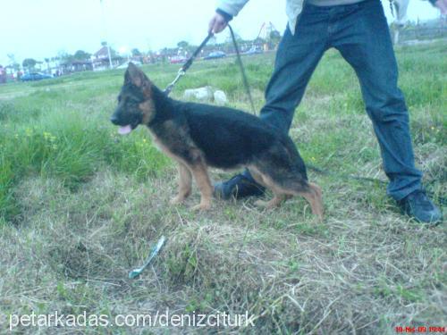 Şila Dişi Alman Çoban Köpeği