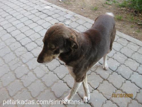 lakİlucky Erkek Sokö (Sokak Köpeği)