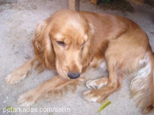 rex Erkek Amerikan Cocker Spaniel