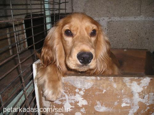 rex Erkek Amerikan Cocker Spaniel