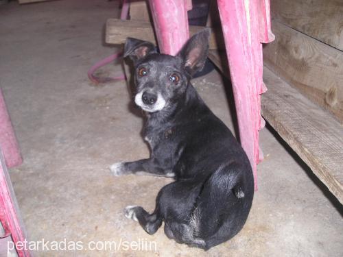 rudy Erkek Minyatür Pinscher