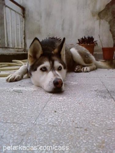 tina Dişi Sibirya Kurdu (Husky)