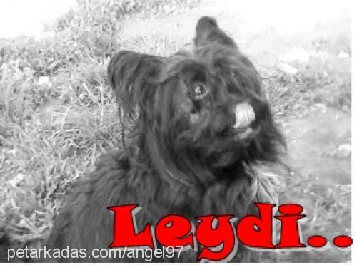 leydi Dişi Cairn Terrier