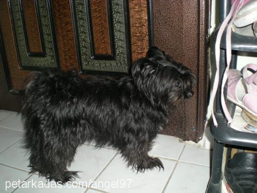 leydi Dişi Cairn Terrier