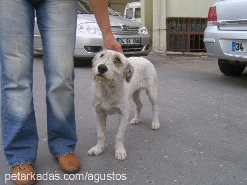 peynir Dişi Border Terrier