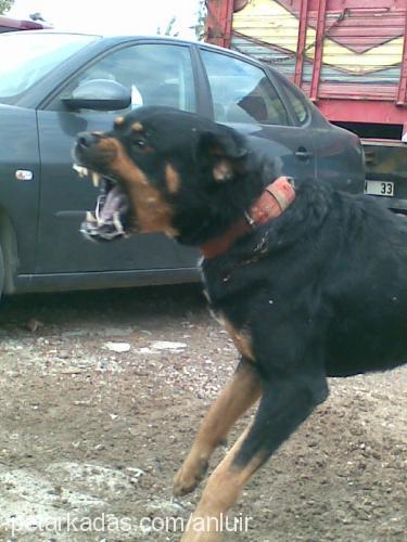 duman Erkek Rottweiler