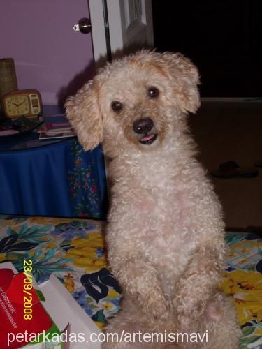 lucky Erkek Poodle (Standart Kaniş)