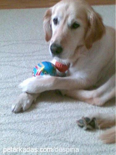 buddy Erkek Golden Retriever