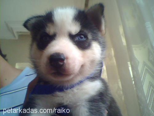 kun Erkek Sibirya Kurdu (Husky)