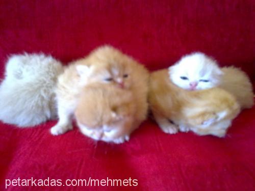 prenses Dişi Exotic Shorthair