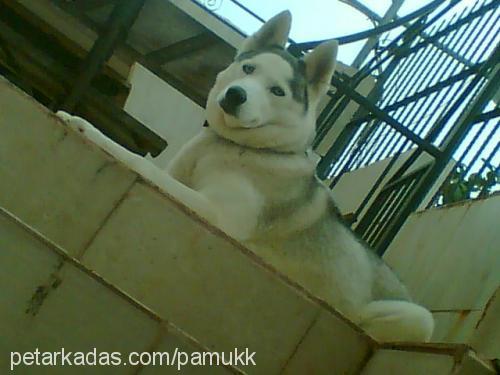 kontess Dişi Sibirya Kurdu (Husky)