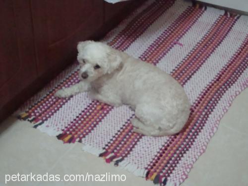 nazli Dişi Poodle (Minyatür Kaniş)