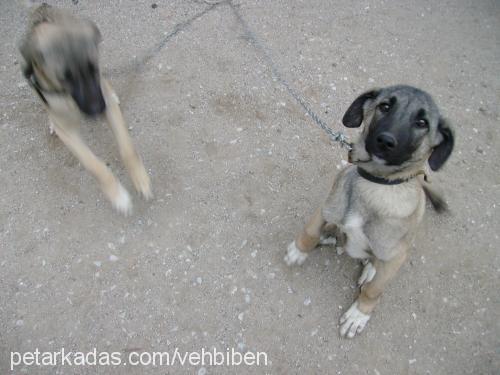 Çapkin Erkek Kangal