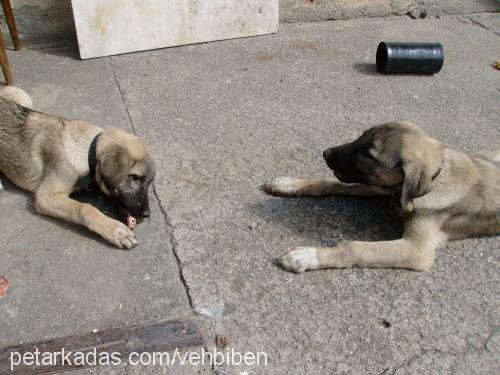 Çapkin Erkek Kangal