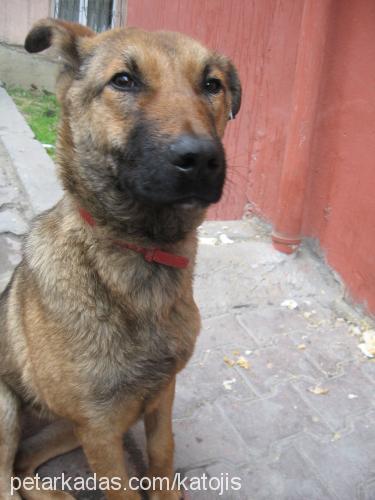 kato Dişi Sokö (Sokak Köpeği)