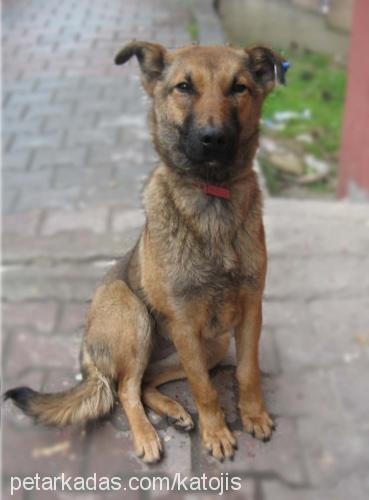 kato Dişi Sokö (Sokak Köpeği)