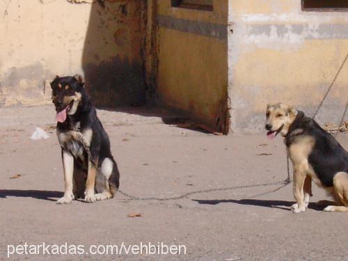 Şeytan Erkek Kangal