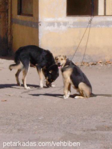 Şeytan Erkek Kangal