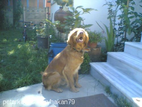 tomy Erkek İrlandalı Setter