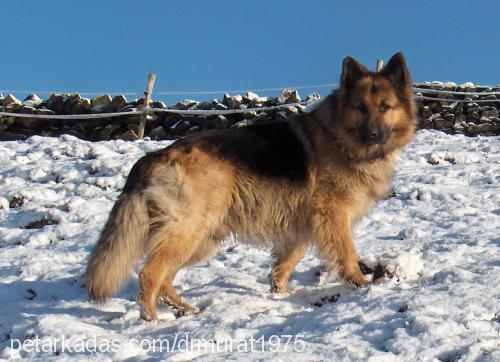 toby Erkek Alman Çoban Köpeği