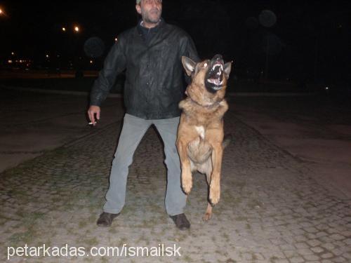 pasha Erkek Alman Çoban Köpeği