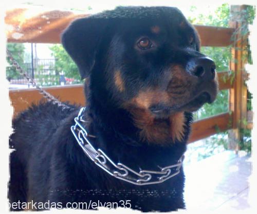 ronniedajuliet Dişi Rottweiler