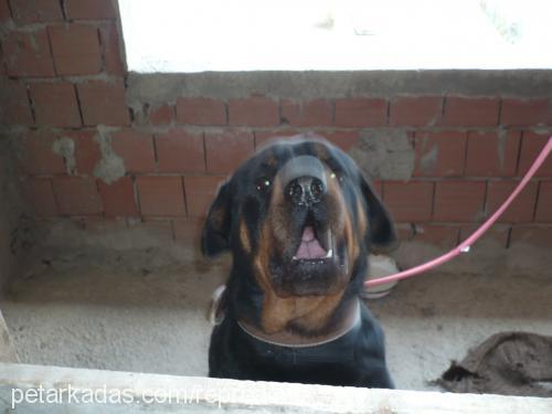 Çakal Erkek Rottweiler