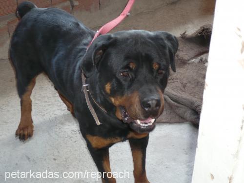 Çakal Erkek Rottweiler