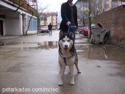 prenses Dişi Sibirya Kurdu (Husky)