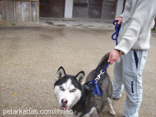 prenses Dişi Sibirya Kurdu (Husky)