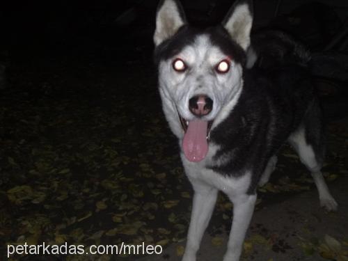 prenses Dişi Sibirya Kurdu (Husky)