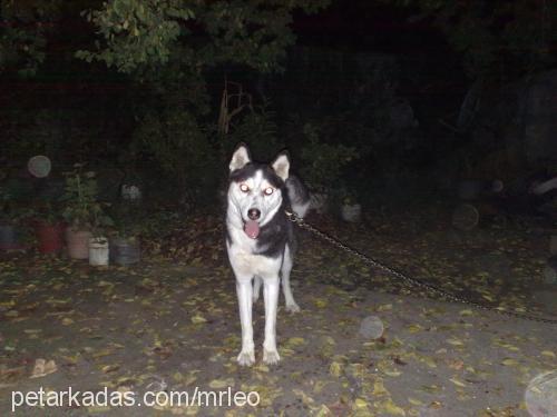 prenses Dişi Sibirya Kurdu (Husky)