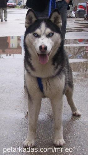 prenses Dişi Sibirya Kurdu (Husky)