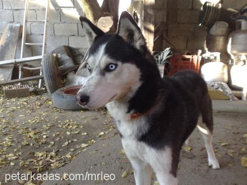 prenses Dişi Sibirya Kurdu (Husky)