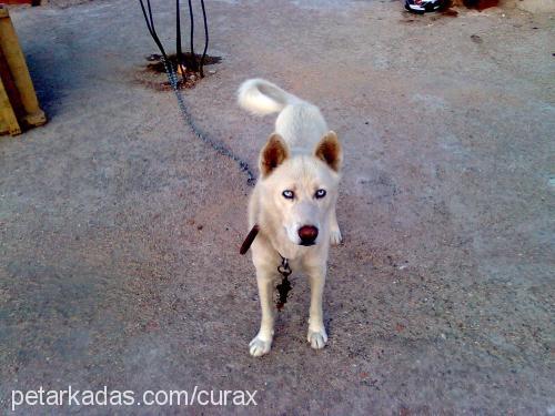 jackdaniels Erkek Alaskan Malamute