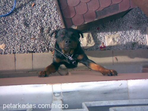 paşa Erkek Rottweiler