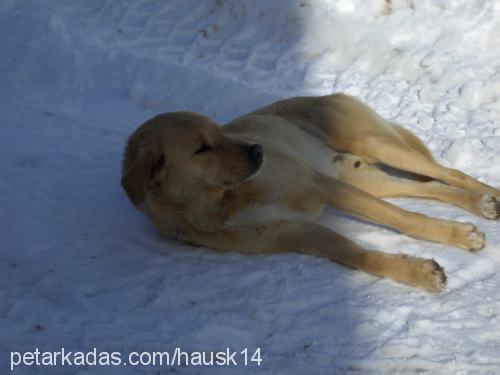 paskal Erkek Golden Retriever