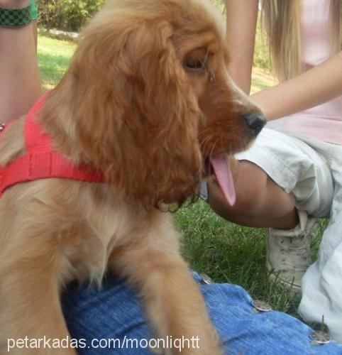 delphy..m Dişi İngiliz Cocker Spaniel