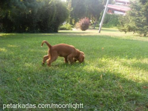 delphy..m Dişi İngiliz Cocker Spaniel