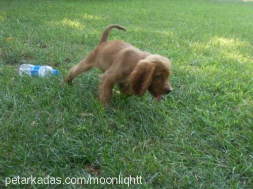 delphy..m Dişi İngiliz Cocker Spaniel