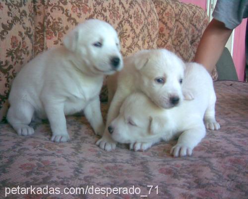 leydiveefe Erkek Sibirya Kurdu (Husky)