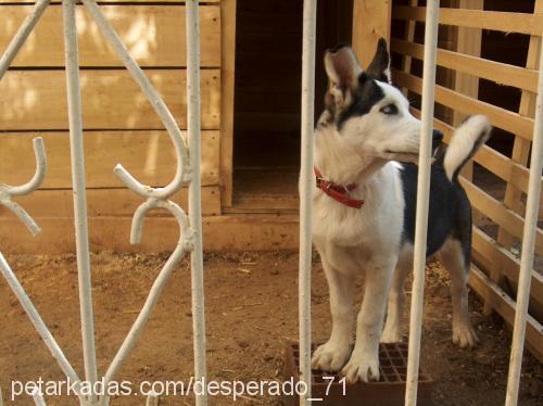 leydiveefe Erkek Sibirya Kurdu (Husky)