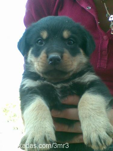 asya Dişi Rottweiler