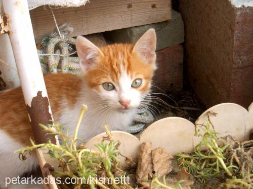 pisiler Erkek Tekir Kedi