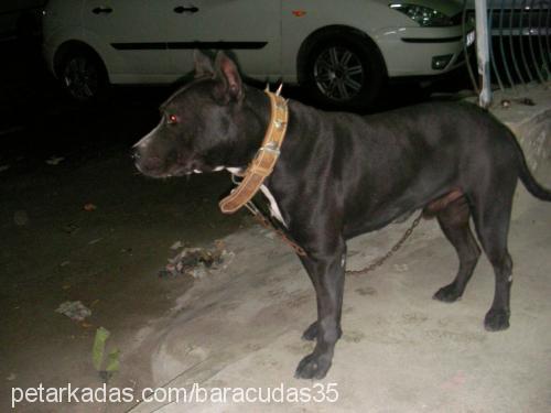 reis Erkek Amerikan Staffordshire Terrier