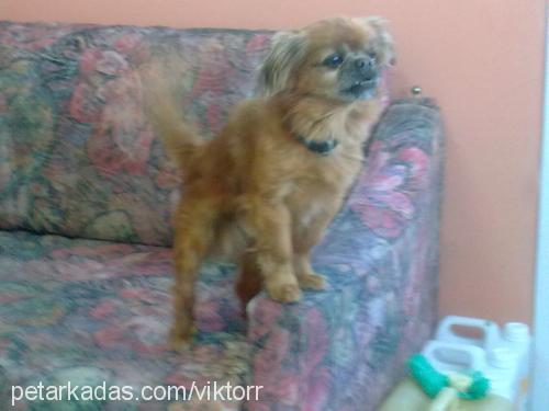 dost Erkek Tibetli Spaniel