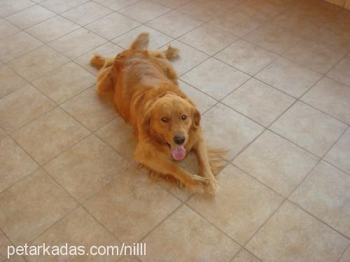 tarçın Erkek Golden Retriever