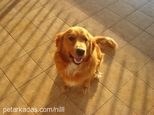 tarçın Erkek Golden Retriever