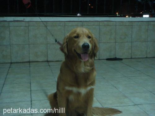 tarçın Erkek Golden Retriever